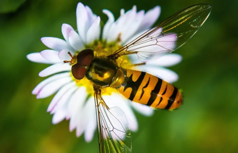 Yellow and Black Stripe Bug