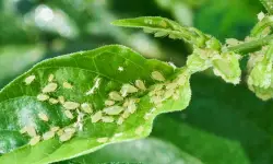 How to Get Rid of Aphids: 23 Easy and Natural Ways