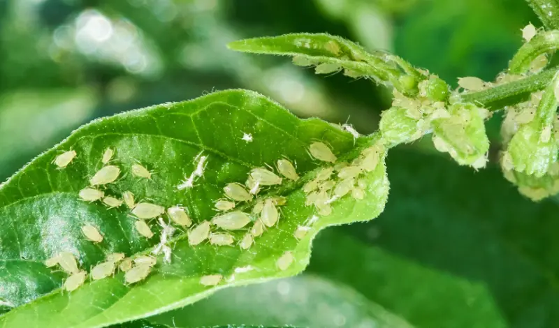 How to Get Rid of Aphids