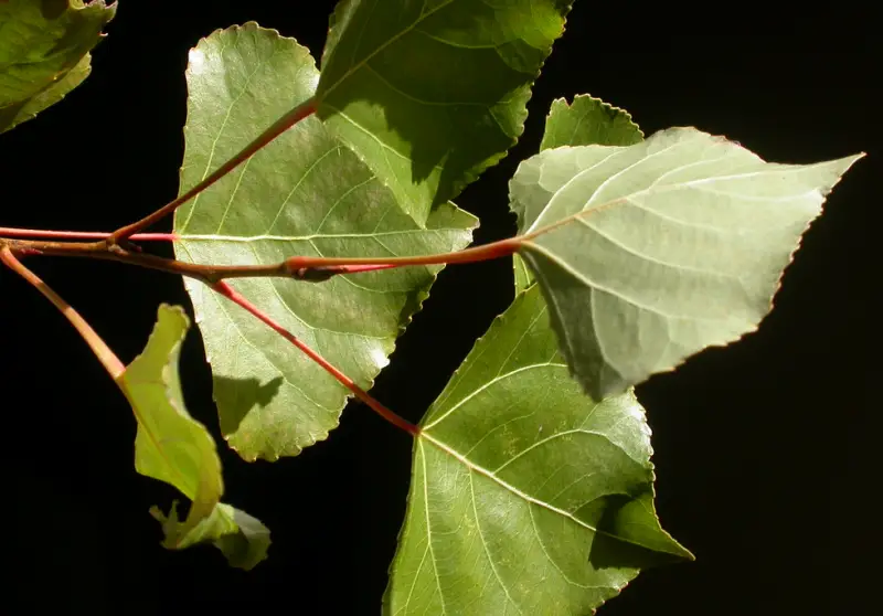 Poplar Tree leaves