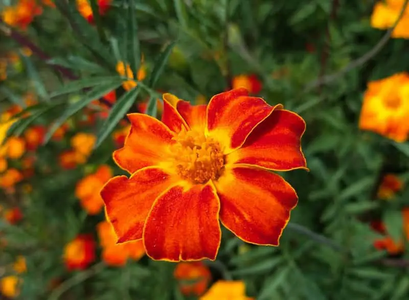 Types of Marigolds