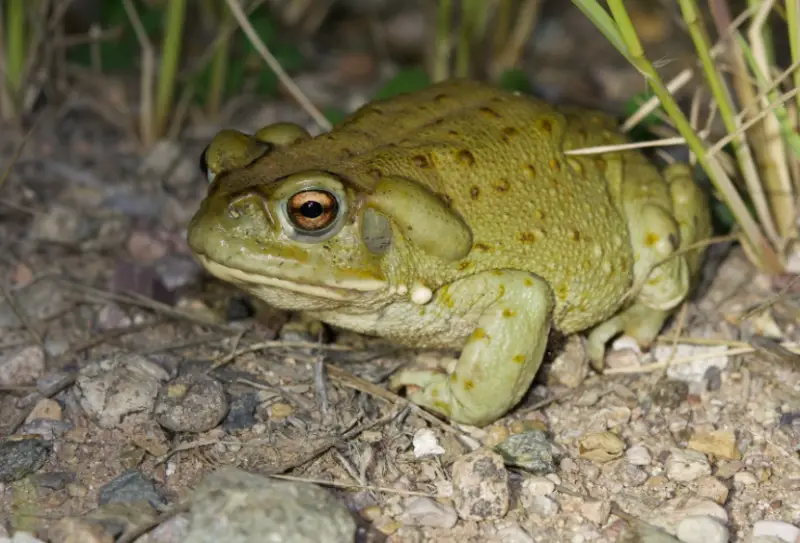 Toads in California