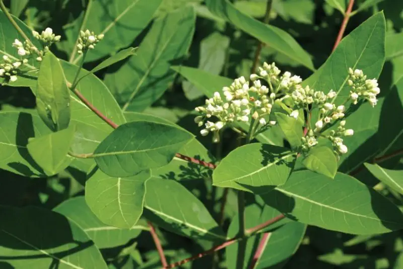 Types of Wildflowers