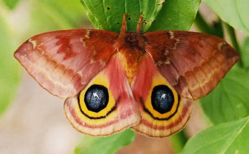 Florida Moths