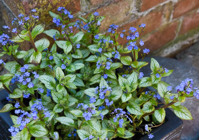 Baby Blue Flowers