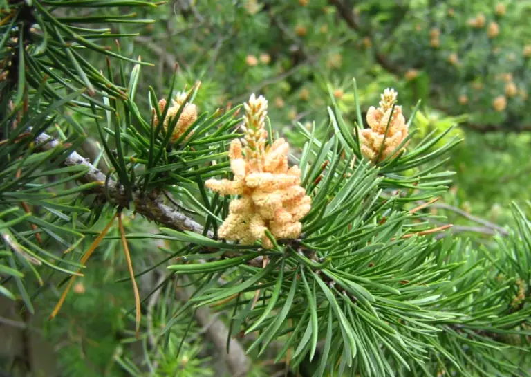 23 Types of Pine Cones with Pictures and Identification