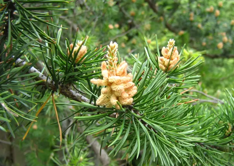 23 Types of Pine Cones with Pictures and Identification