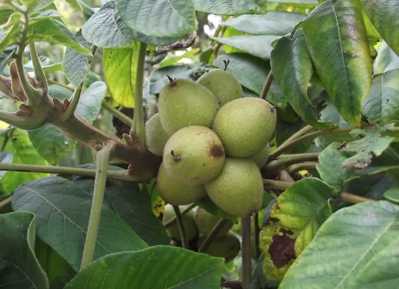 Types of Walnut Trees