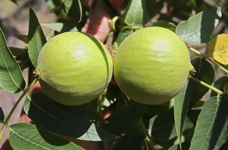 Types of Walnut Trees