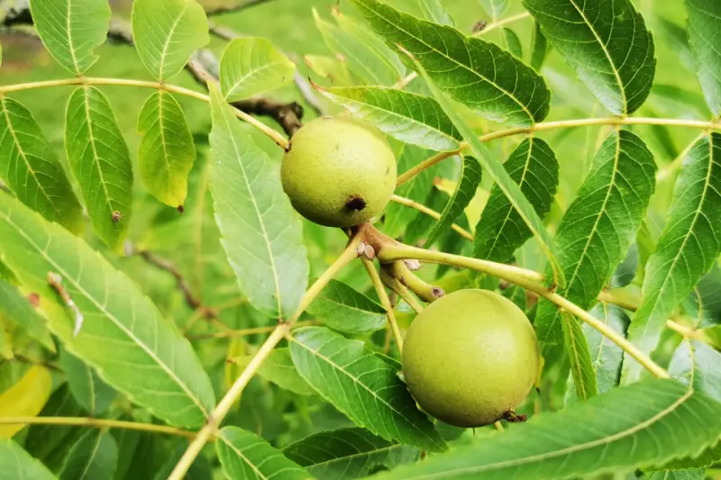 Types of Walnut Trees