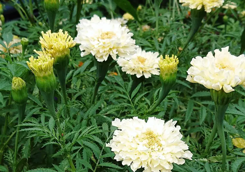 Types of Marigolds