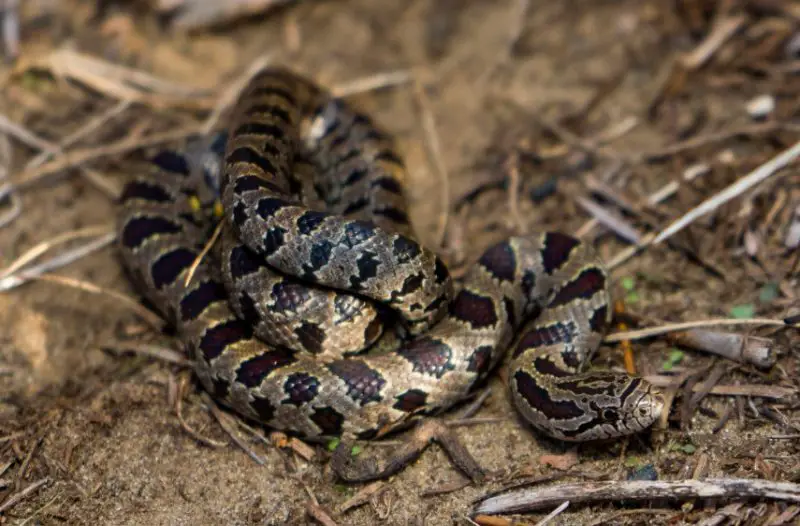 Snakes in Arkansas