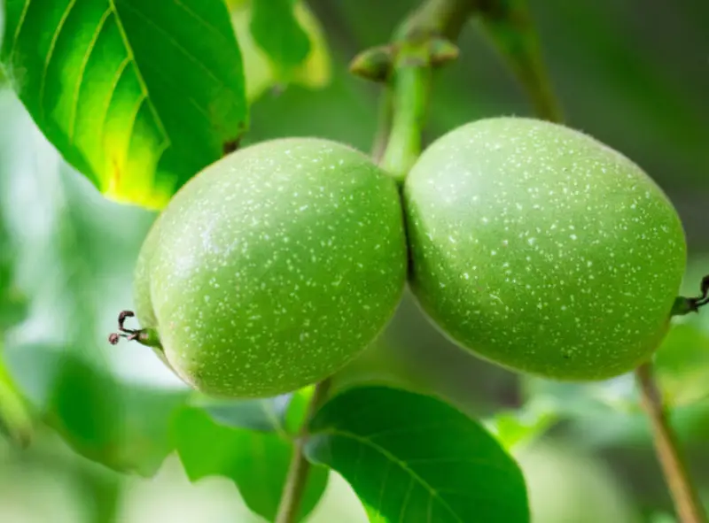 Types of Walnut Trees