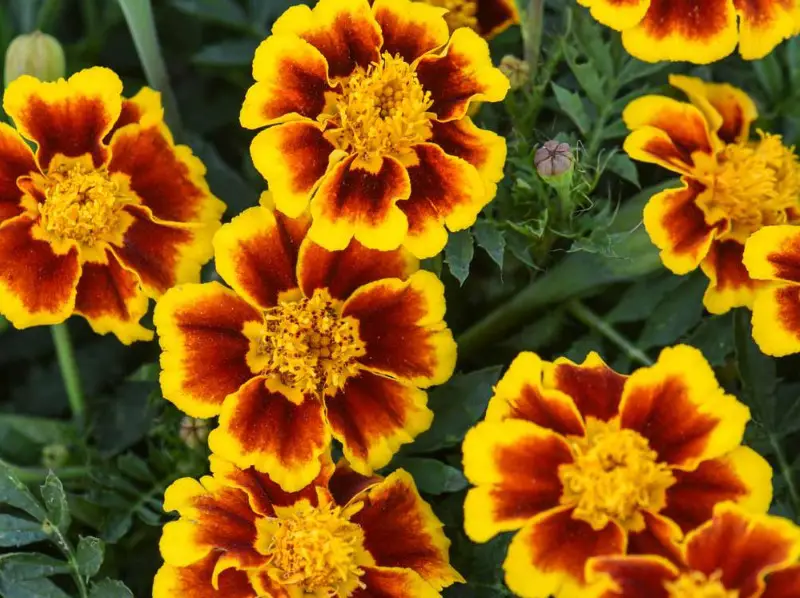 Types of Marigolds