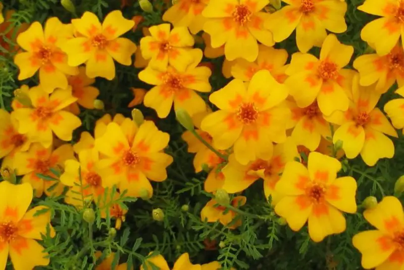 Types of Marigolds