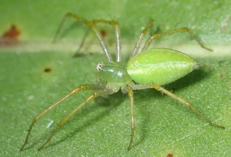 California Spiders