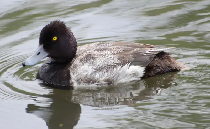 Ducks of Michigan