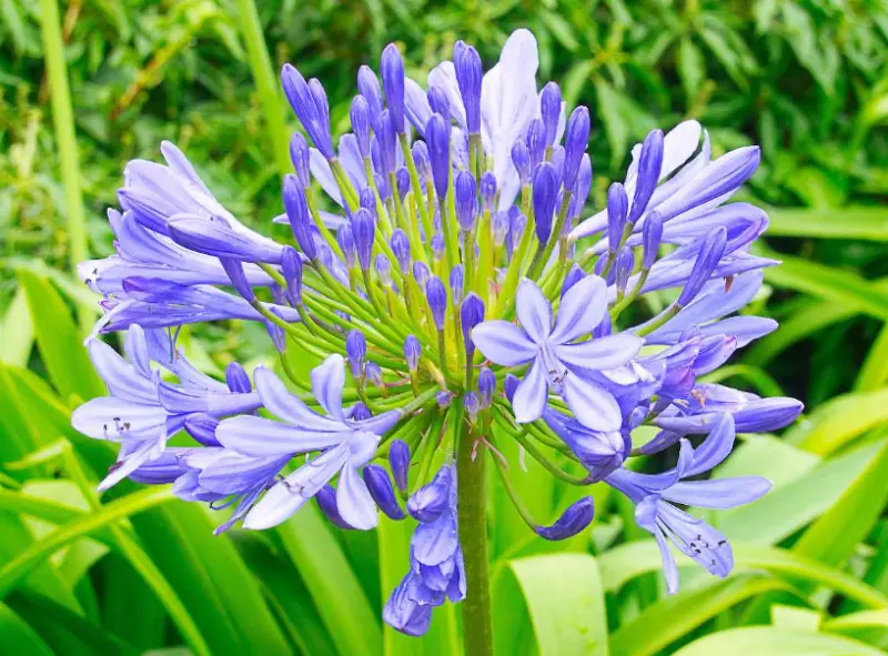 Baby Blue Flowers