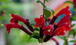 Lipstick Plants Care and Growing Guide (Most Detailed)