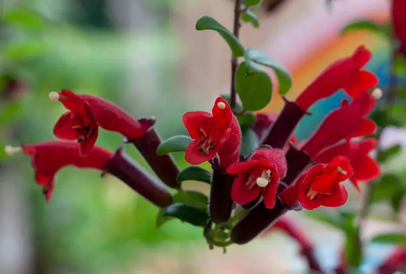 Lipstick Plants