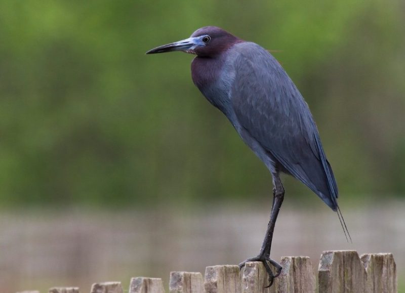 Types of Herons