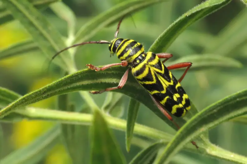 Yellow and Black Stripe Bug