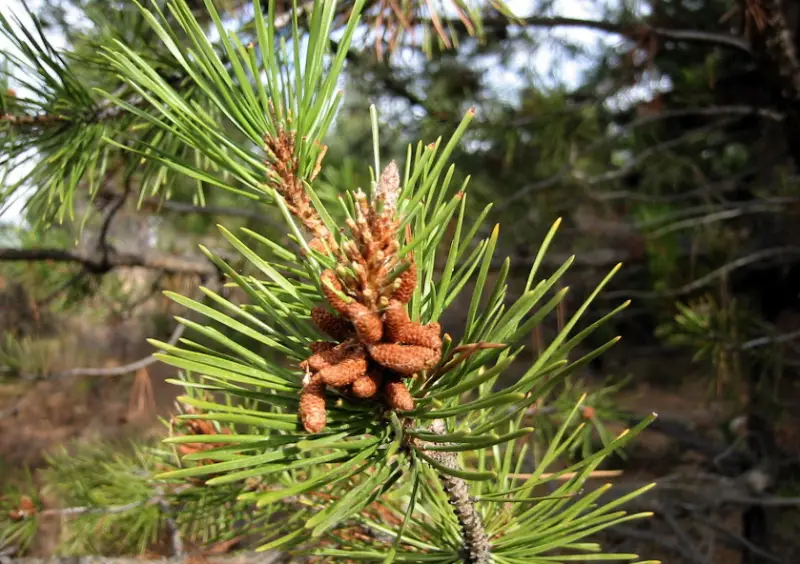 Types of Pine Cones