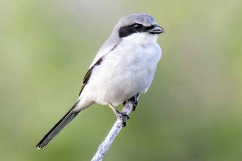 Birds in Georgia