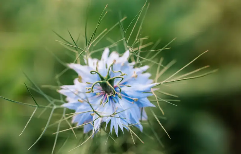 Baby Blue Flowers