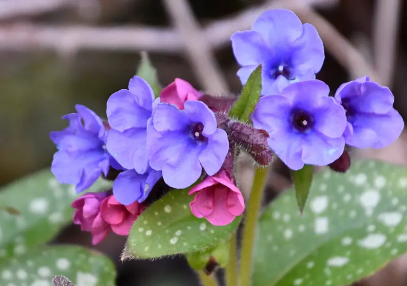 Baby Blue Flowers