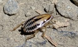 21 California Cockroaches (Cockroaches in California with Pictures)