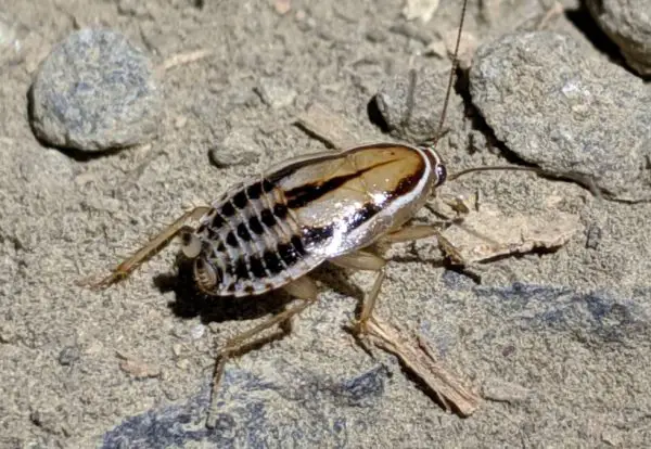 Cockroaches in California