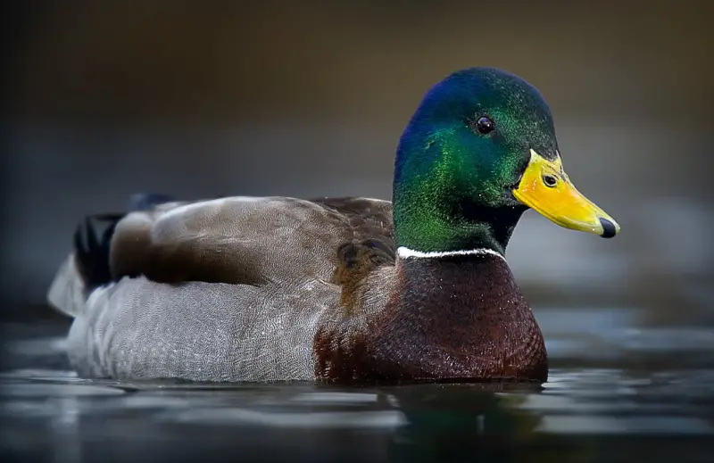 Ducks of Michigan