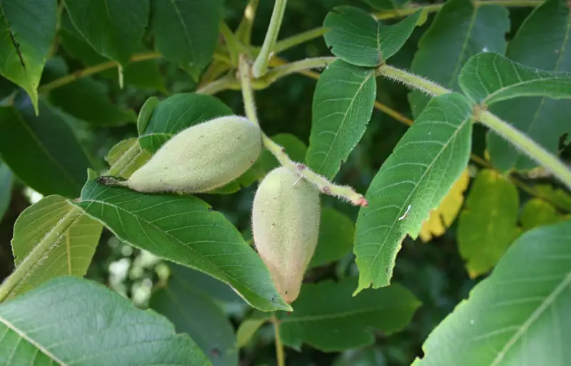 Types of Walnut Trees