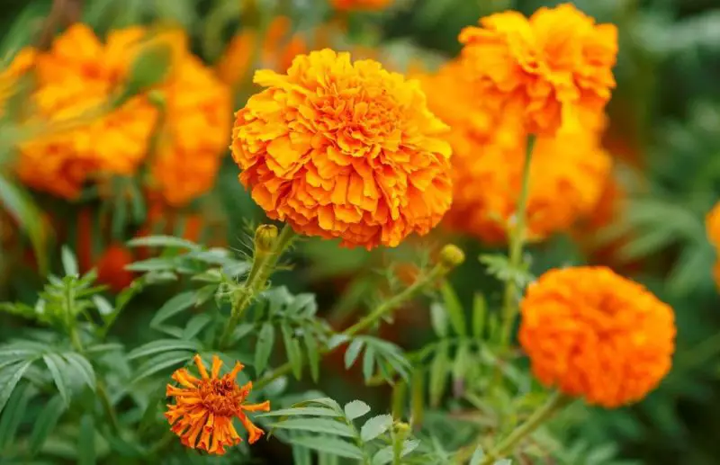 Types of Marigolds