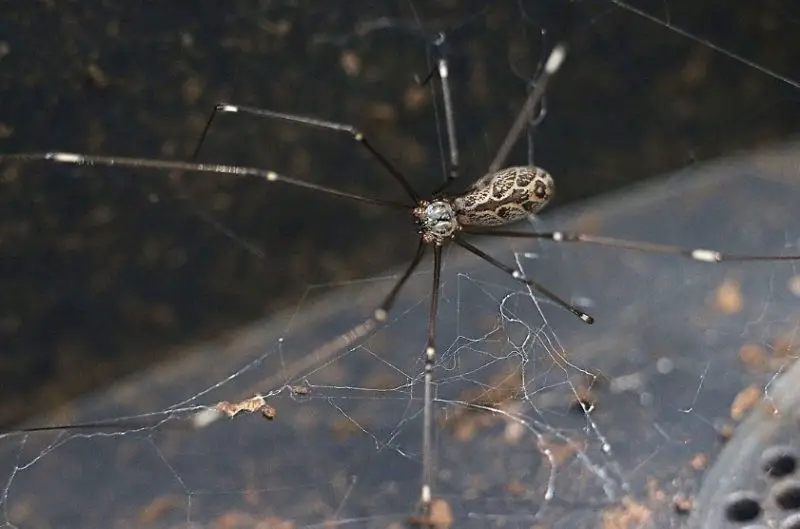 Spiders in California