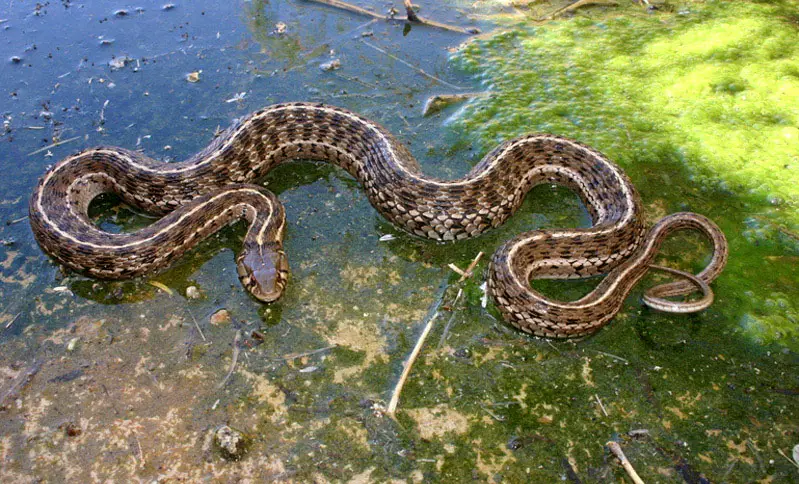 Oklahoma Snakes