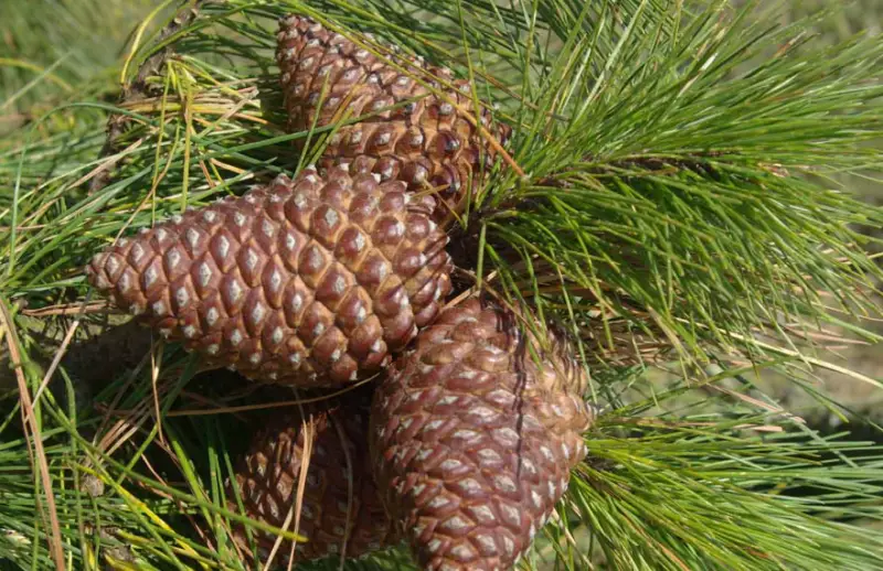 Types of Pine Cones