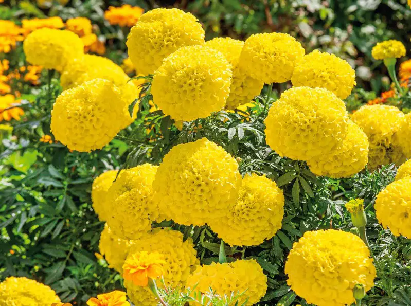 Types of Marigolds