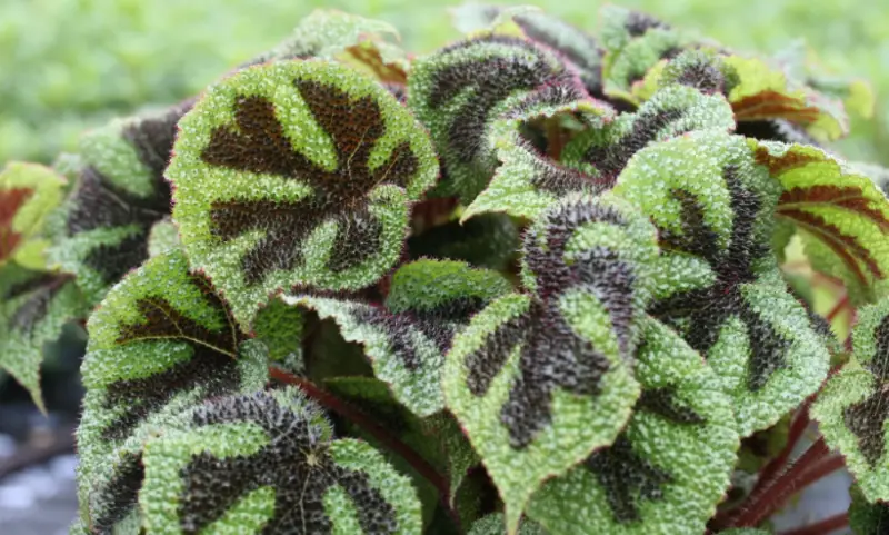 Types of Begonias