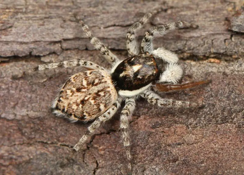 California Spiders