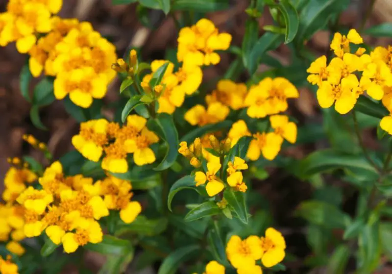 Types of Marigolds