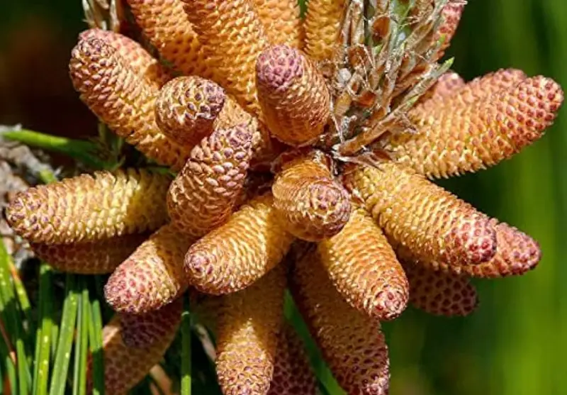 Types of Pine Cones