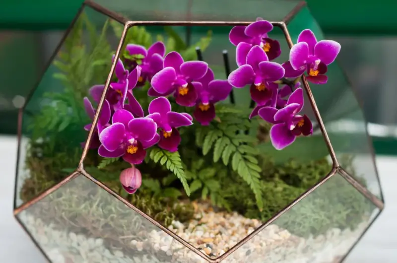 Best Terrarium Plants