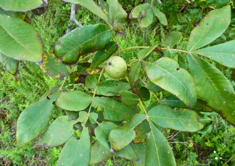 Types of Hickory Trees