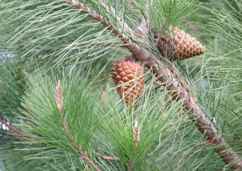 Types of Pine Cones