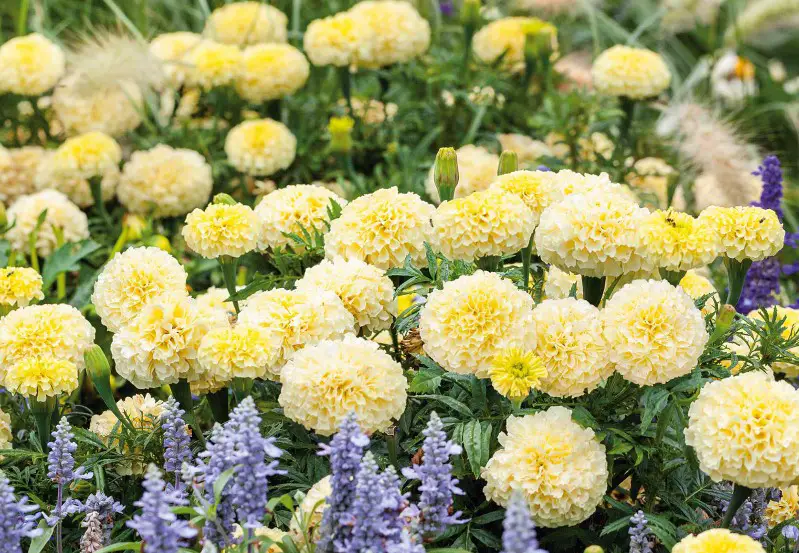 Types of Marigolds