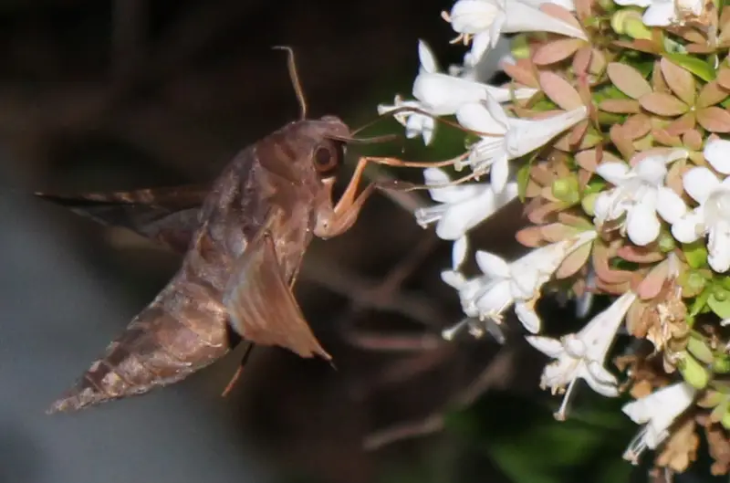 Moths in Florida