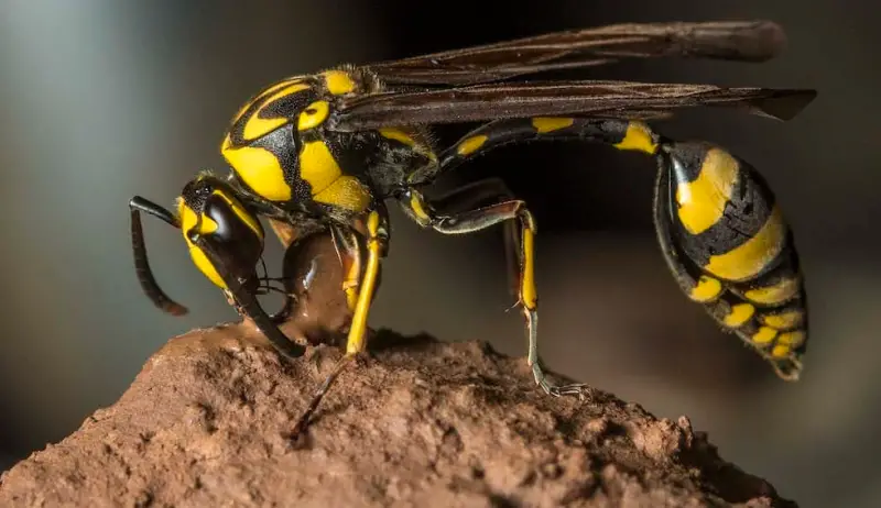 Yellow and Black Stripe Bug