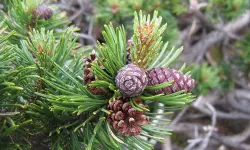 23 Types of Pine Cones with Pictures and Identification